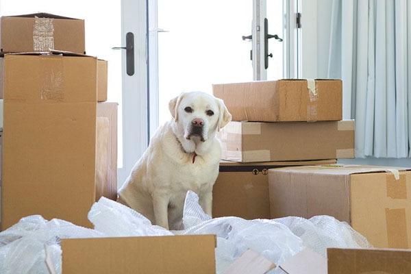 Pet-Moving